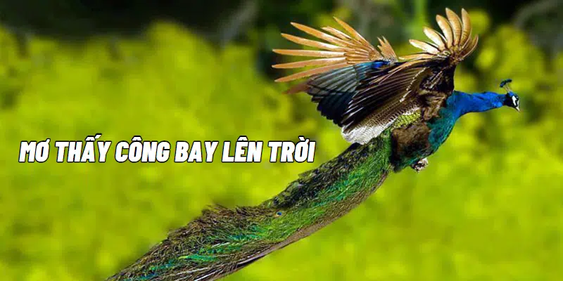 Mơ thấy công bay lên trời