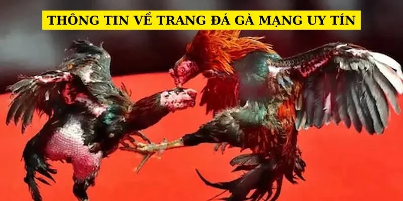 thong-tin-ve-trang-da-ga-mang-uy-tin